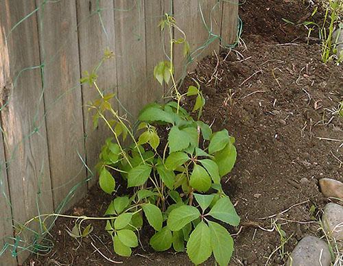 Cuidado de las plántulas de uva silvestre