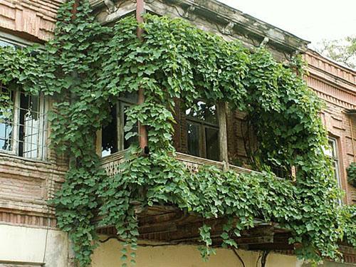 Paisajismo de balcones con uvas silvestres