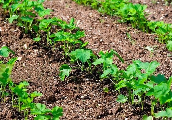 planter des panais en pleine terre