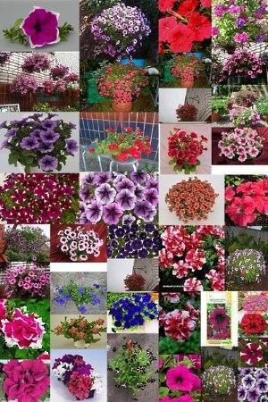 tipos de petunias