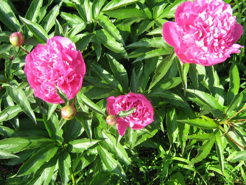 pivoines en fleurs