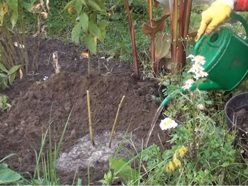 plantar peonías en el otoño y cuidar