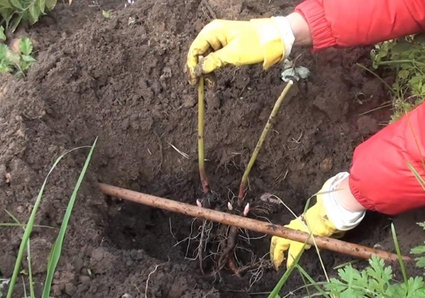 plantando peonías en otoño