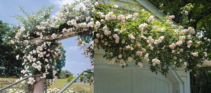 arco de rosas trepadoras