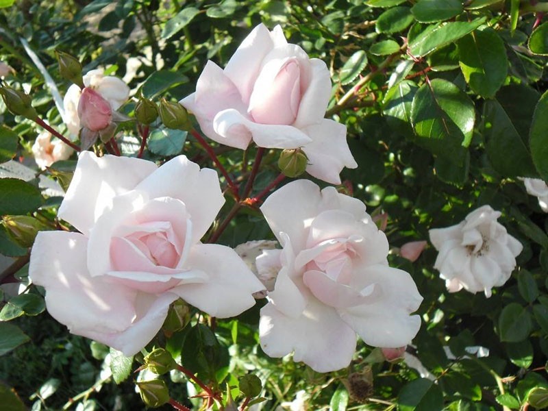 Rosa nueva del amanecer de larga floración