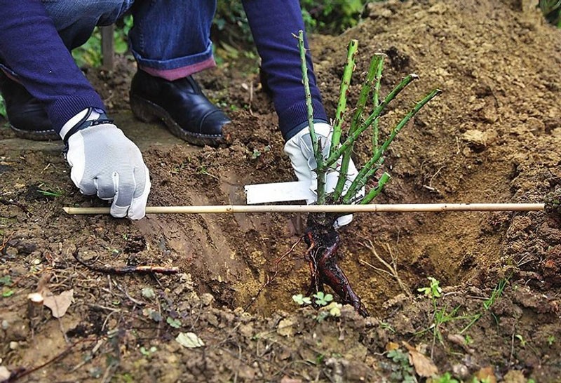 plantar una plántula de rosa