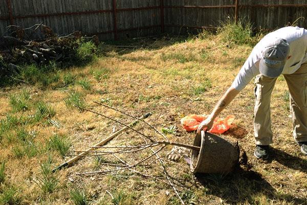 Plantar una plántula con un sistema de raíces cerrado.