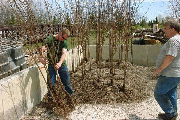 Préparation des semis pour la plantation