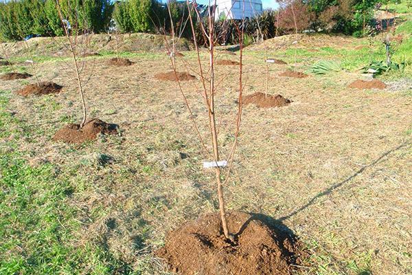 Lors de la plantation d'arbres fruitiers, il est important de garder une distance.