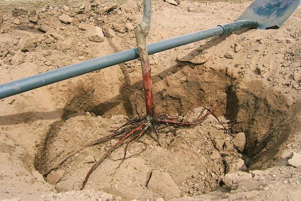 L'emplacement du scion ne doit pas être recouvert de terre.