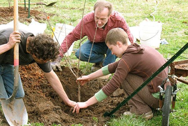 Plantation printanière d'un jeune arbre fruitier