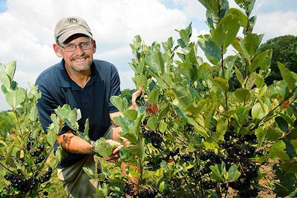 les jeunes buissons d'aronia portent des fruits