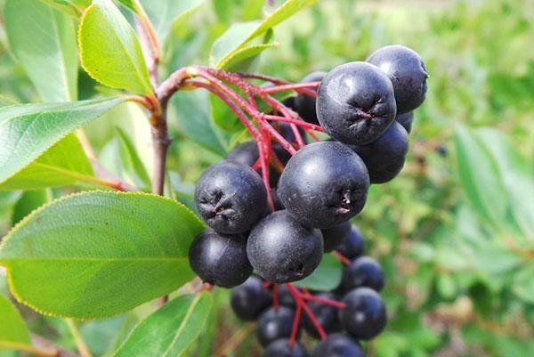 les fruits de l'aronia mûrissent