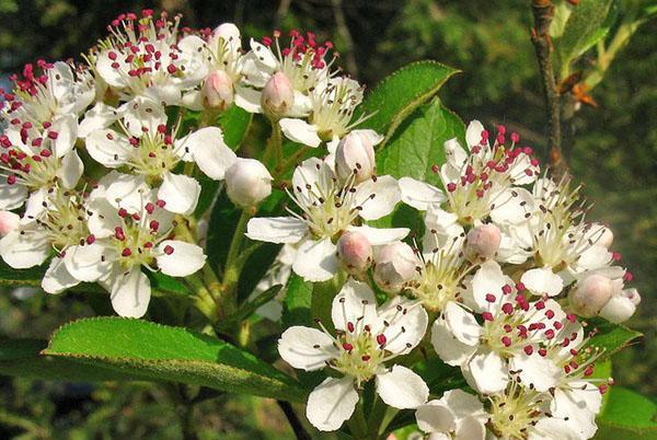 fleurs d'aronia