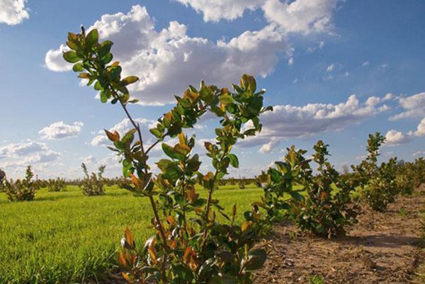 cuidando las plantaciones de chokeberry