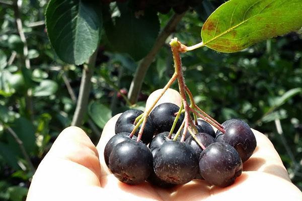 récolte d'aronia