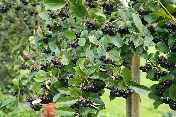 chokeberry en la cabaña de verano