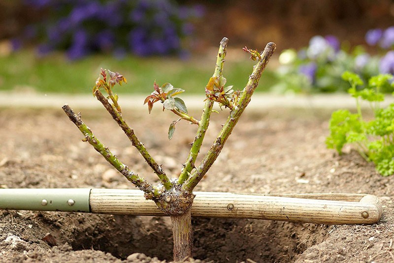 l'emplacement de la plantule dans le trou