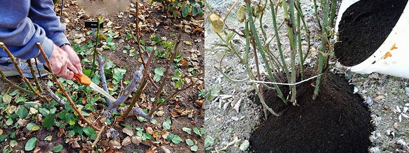 préparer des roses pour l'hiver