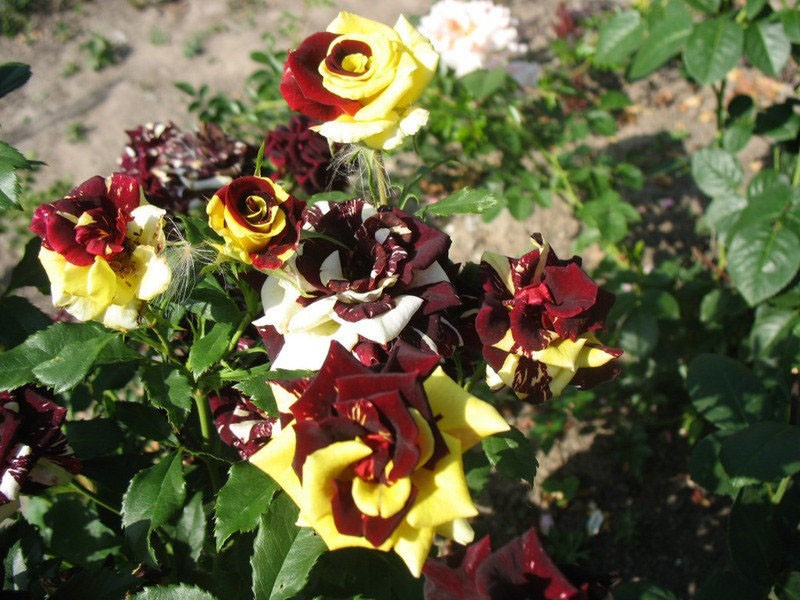 exuberante floración de una rosa de la variedad Abracadabra