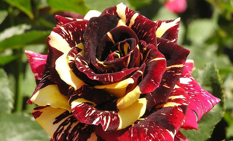 variétés de roses Abracadabra