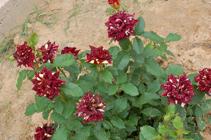 une rose dans un chalet d'été