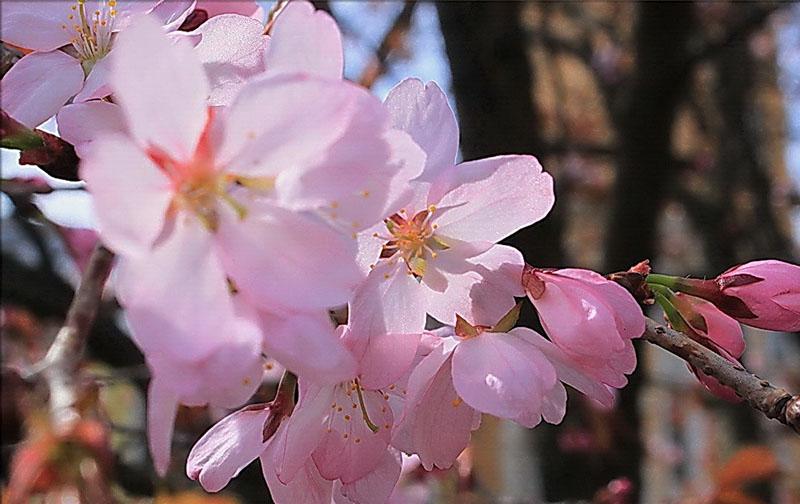 sakhalin sakura