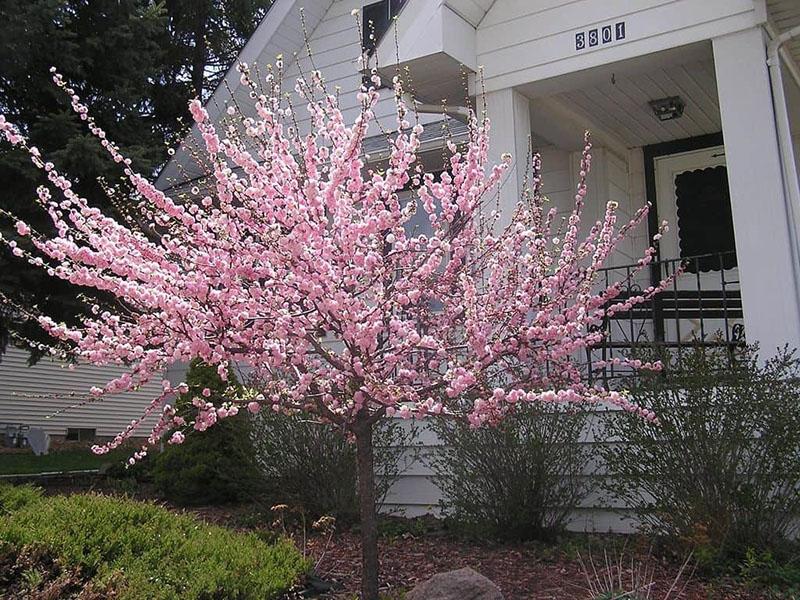 sitio de plantación de sakura