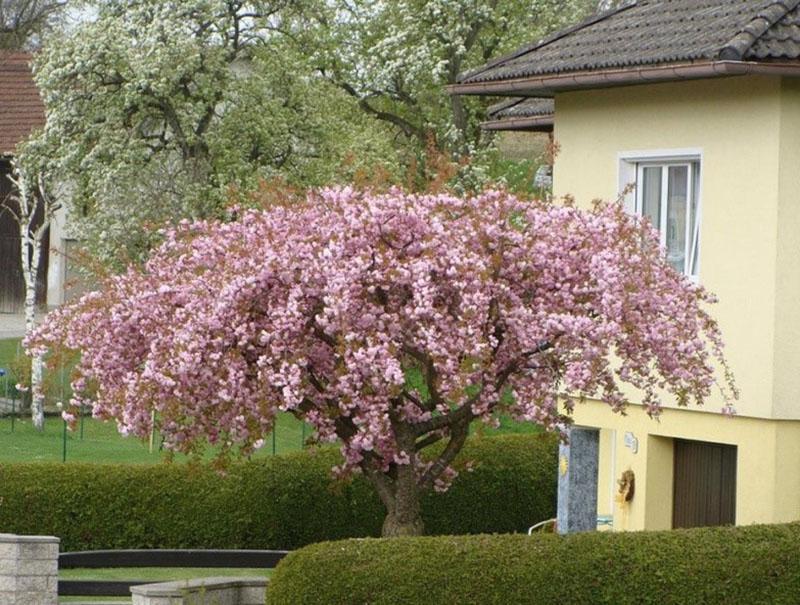 sakura cerca de la casa