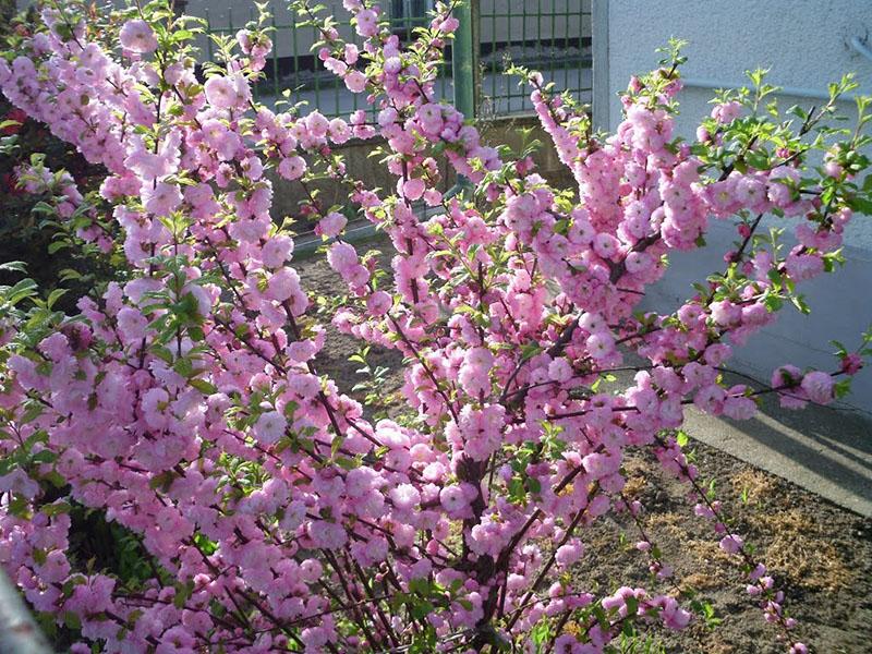 sakura en primavera