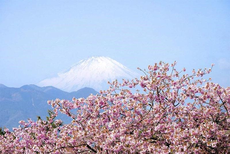 flores de cerezo ornamentales