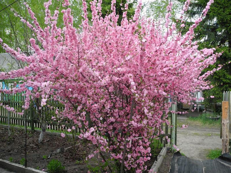 sakura en el patio