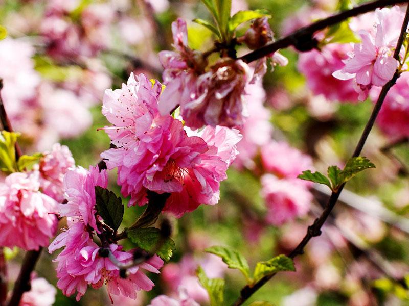 sakura de bordes afilados