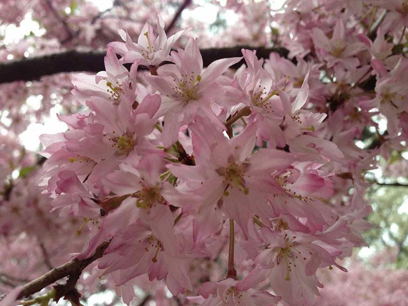 sakura de cerdas cortas