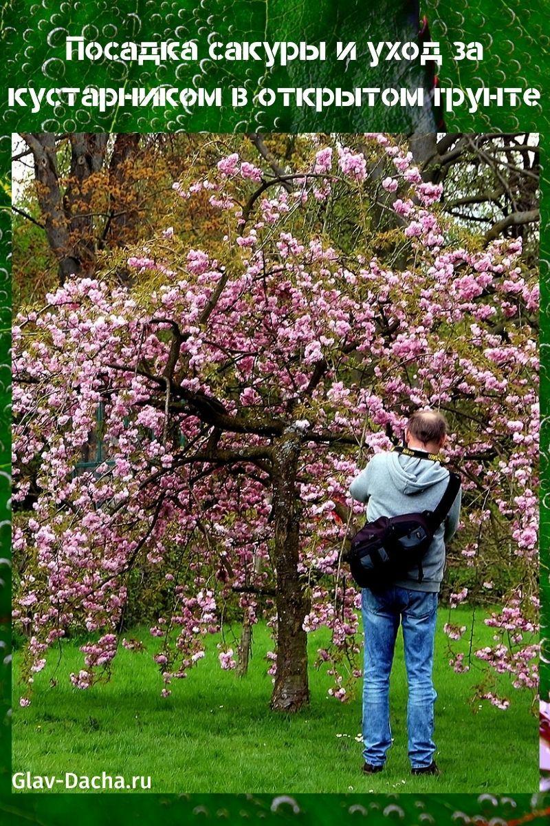 plantación de sakura y cuidado de arbustos