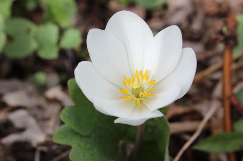 sanguinaria blues