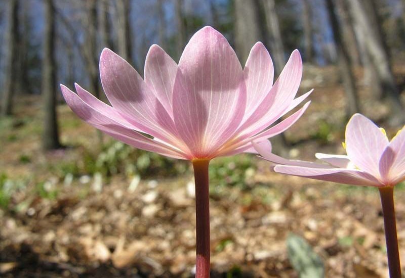 Variétés sanguinaria ami