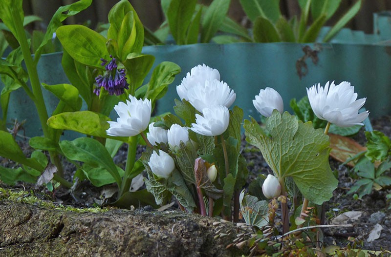 plantation de sanguinaria et soins dans un parterre de fleurs