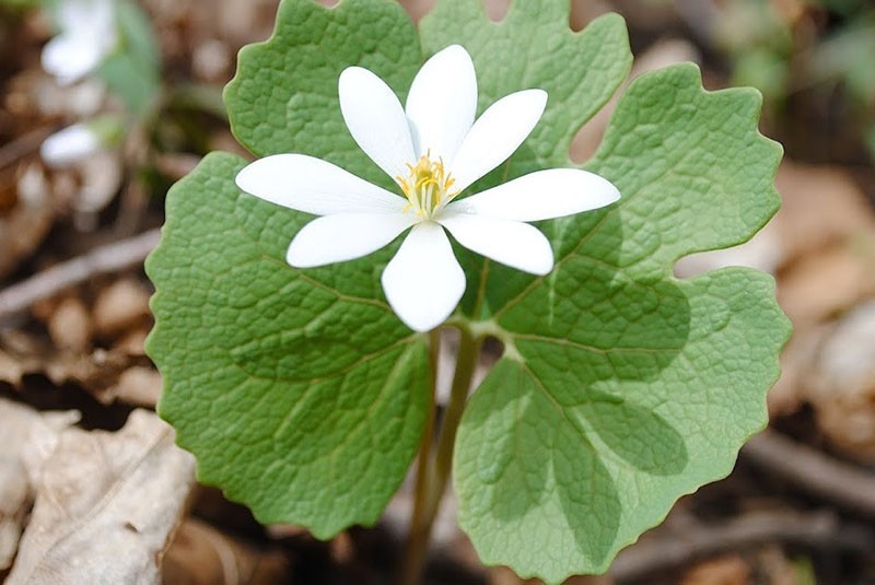 sanguinaria dans le parterre de fleurs