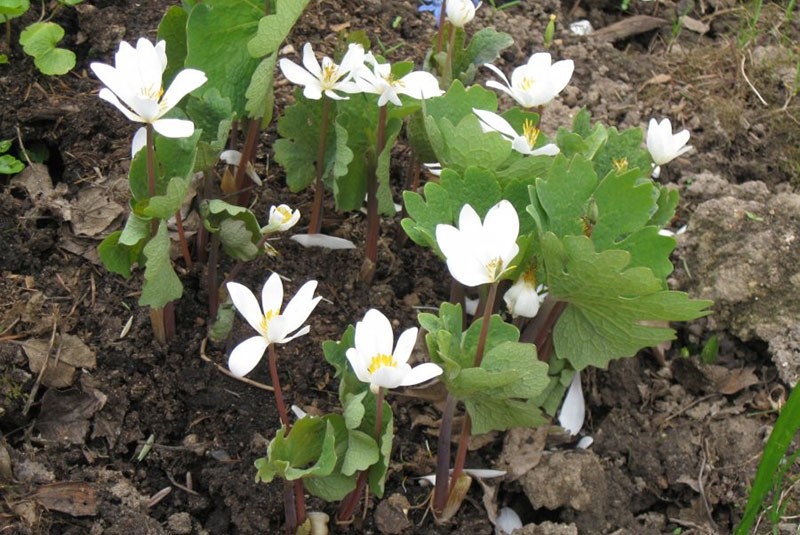 sélection d'un site pour la plantation de sanguinaria
