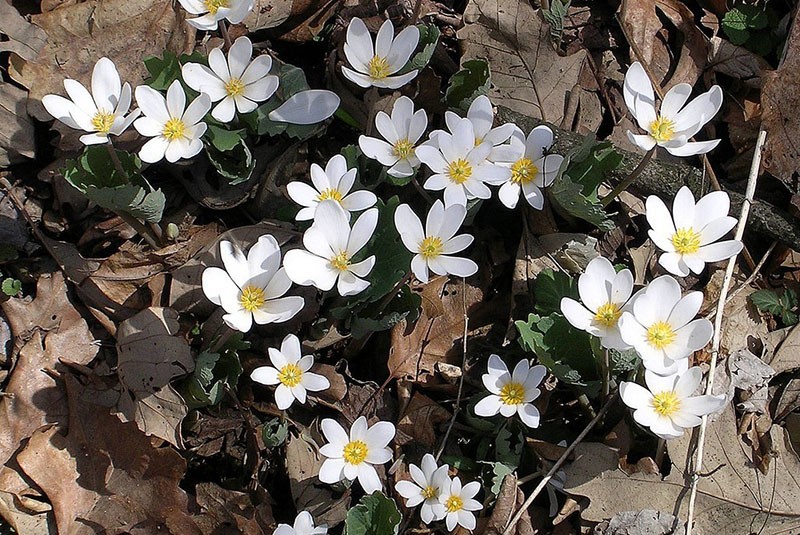 características del cuidado de sanguinaria