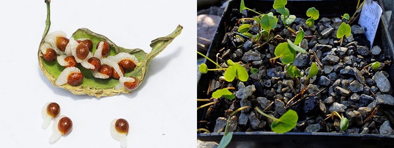propagation de sanguinaria par graines