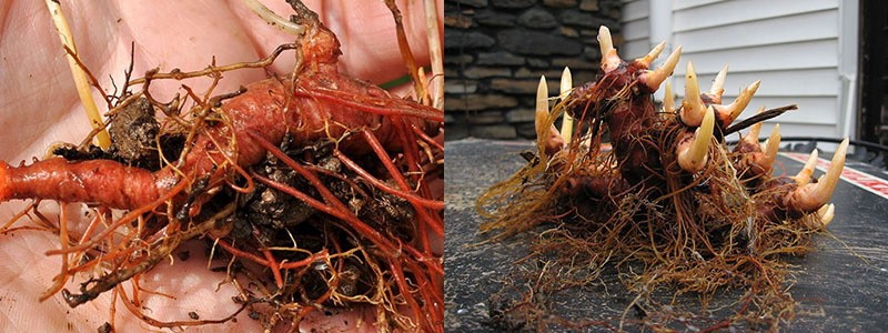 reproduction de sanguinaria en divisant les rhizomes