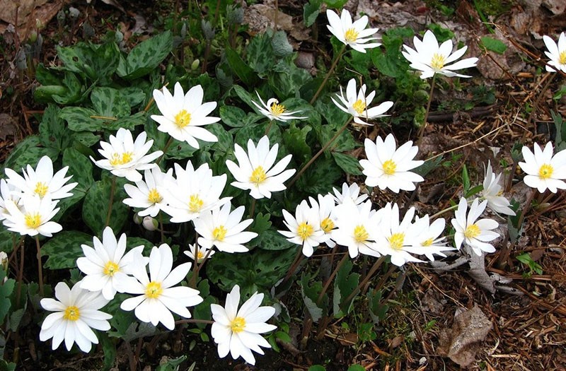 fleur vivace sanguinaria