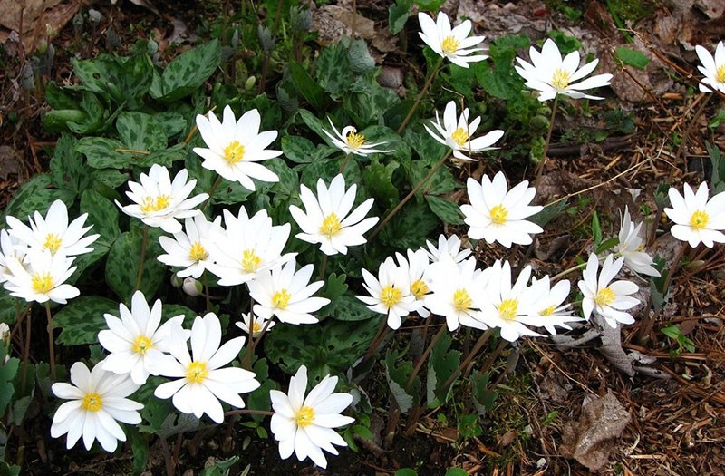 flor perenne sanguinaria