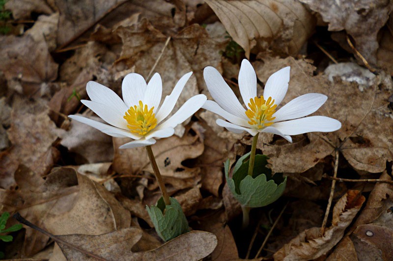 Primrose sanguinaria