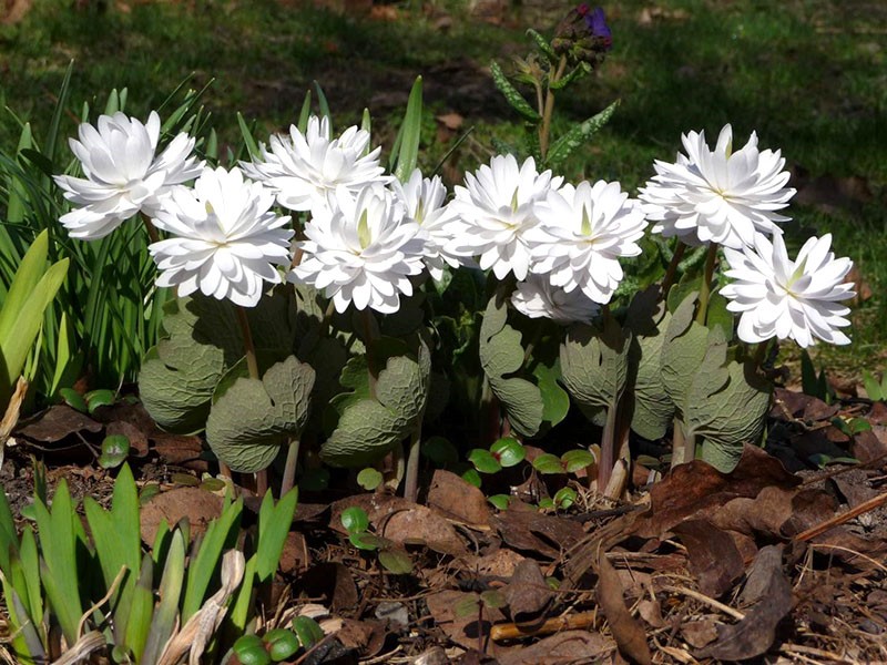 variedad flora pleno