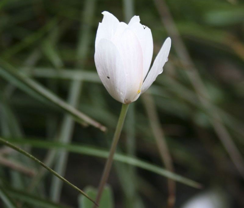 variété roseum