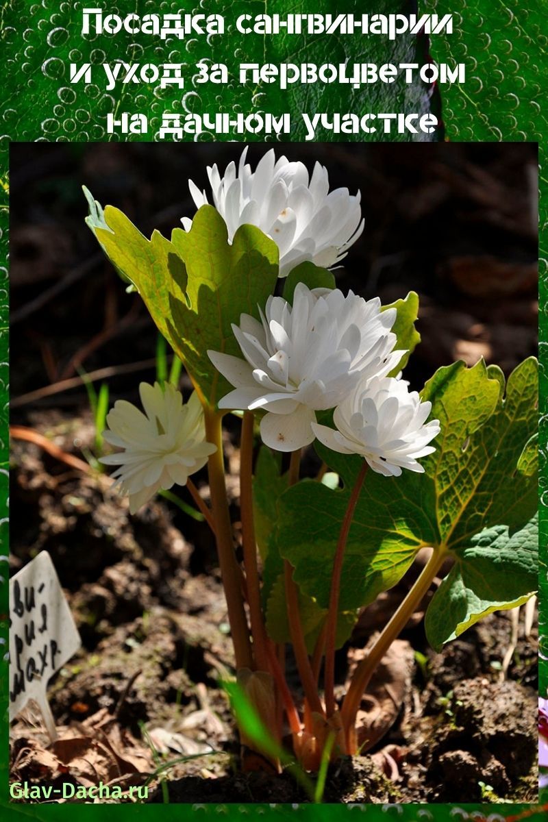 plantation et soins sanguins