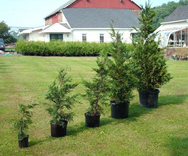 plantar una plántula en una parcela